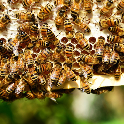 Bildunterschrift: Bienen sind ein unverzichtbarer Motor in unserer Volkswirtschaft. Sie zu schützen und zu pflegen ist gut für Herz und Seele, die Umwelt und das Portemonnaie!